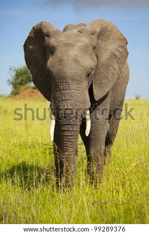african animals/pensive elephant/