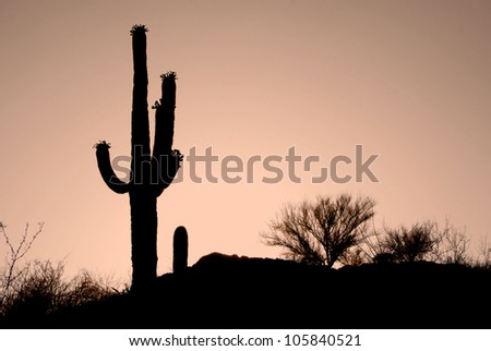 Cactus in the Desert / Cactus