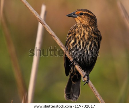 Female Red-winged Black Bird / Little Miss Red Wing