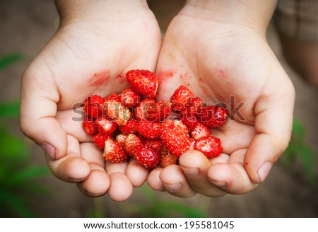 Wild strawberries in the dirty hands of children