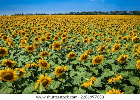 Similar – Image, Stock Photo Bright yellow sunflower field in sunlight. Location place of Ukraine, Europe. Photo of ecology concept. Perfect natural wallpaper. Textural image of drone photography. Discover the beauty of earth