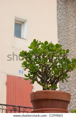 Nice potted jade plant