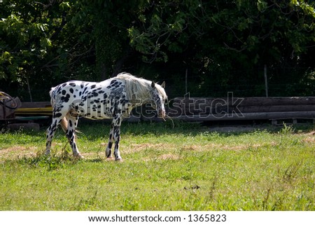 Unusual colored horse that I believe is called silver dapple eating grass.