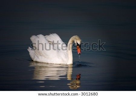 Vignette of a single, wild, swan with clear reflection. Water drops cover the head and neck and water runs from the beak from feeding.