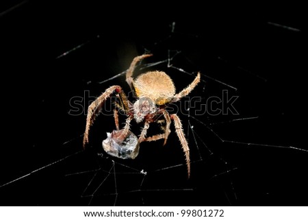 A Tropical Orb Weaver (Eriophora ravilla) catching an insect.