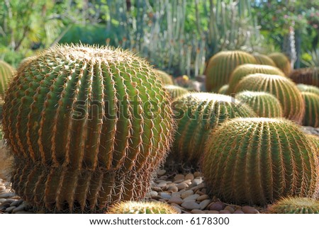 scene to plantations cactus