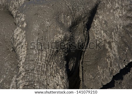 African bull elephant face