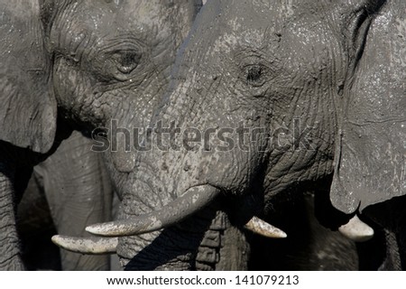 Two elephant faces