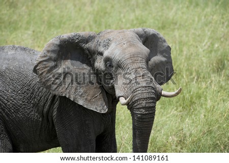 African elephant face