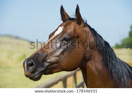 American Quarter horse head