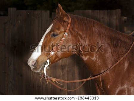Quarter Horse with bridle