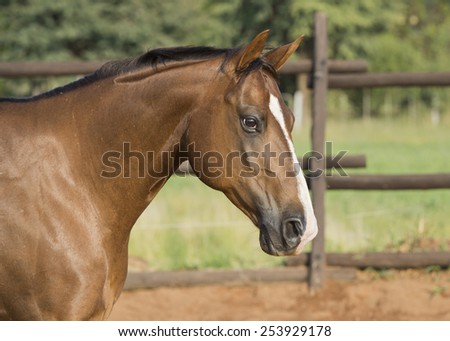Quarter horse head