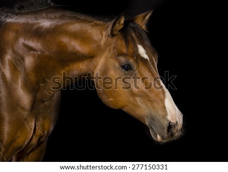 Quarter horse stallion studio black background