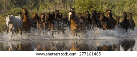 Wild horses running in water