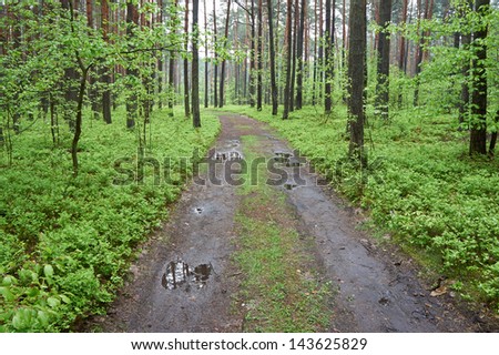 Forest road. Rainy day, spring. Poland, Europe.