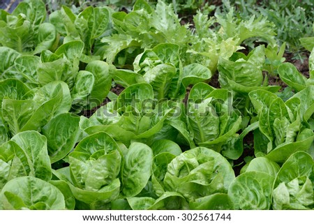 Differen kind of lettuces growing in a rows in a garden. Little Gem Romaine Lettuce, Endive and wild rocket. Organic gardening.