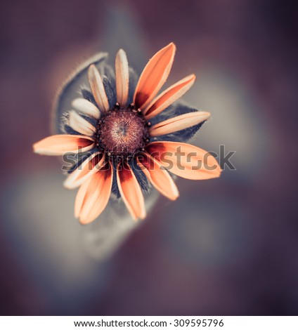 summer garden flower isolated at abstract background