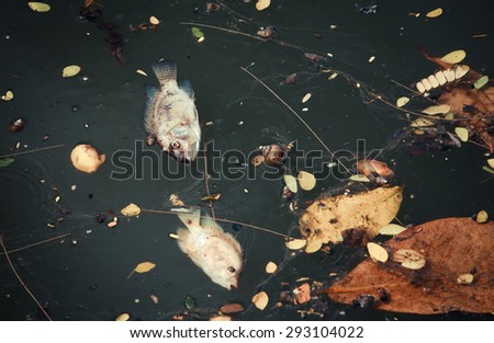 dead fish floated in the dark water, water pollution Color Vintage