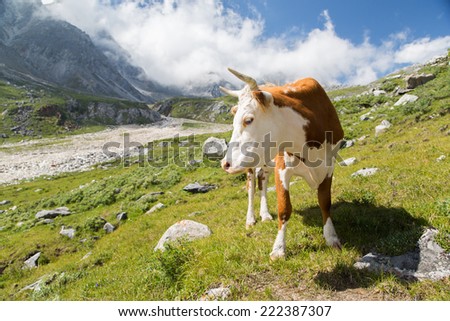 photo of beautiful cow grazing at alpine meadows