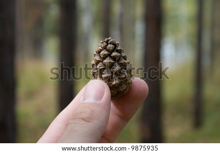 Photo of pine cone in human hand with pine forest on the background.