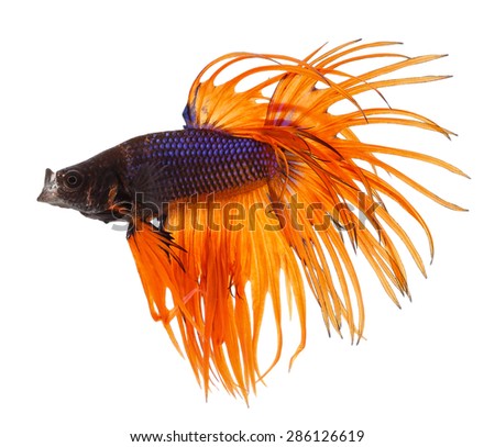 Betta fish, siamese fighting fish, betta splendens (Crown Tail) isolated on white background