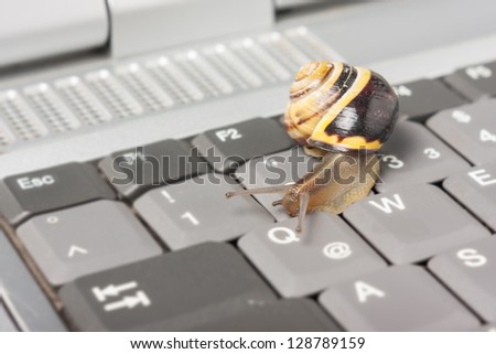 Yellow and brown snail on a gray computer keyboard
