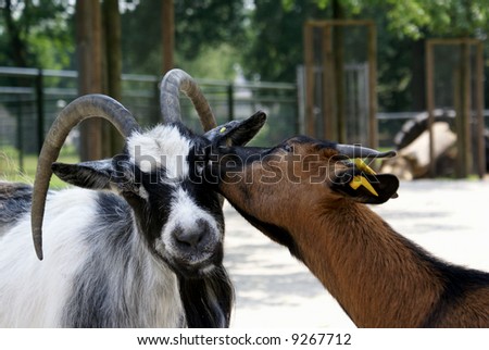 One goat has an itch, other one is helping out.