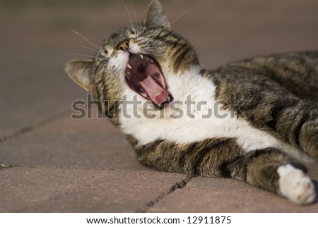 Close up of a yawning cat with mouth wide open.