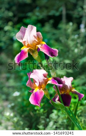 Royal iris, unguicularis type, purple graden flower