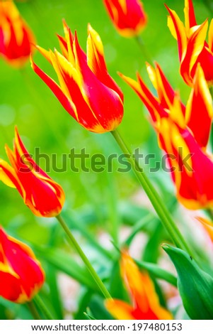 Fly away flower kind of garden tulips