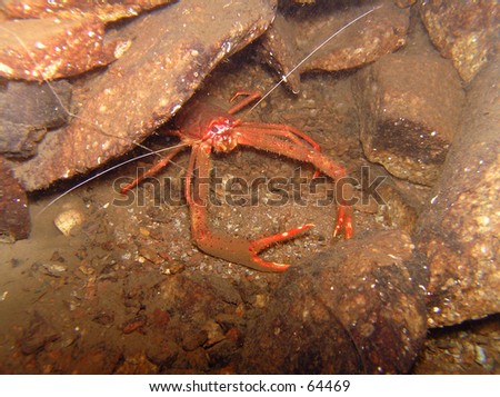 Long Clawed Squat Lobster from a Scottish Loch.