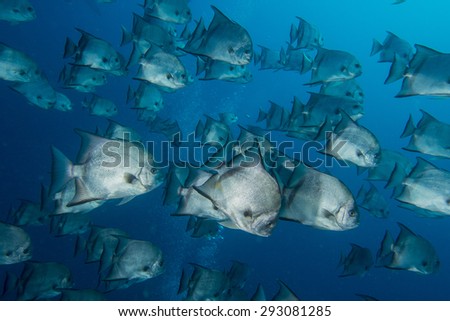 A school of spade fish