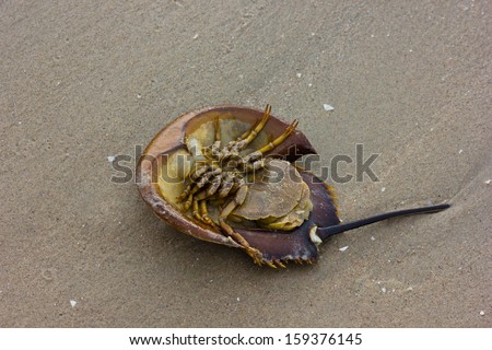 Horseshoe Crab on sand beach