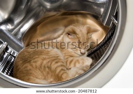 red cute kitten laying in drying machine