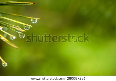 Spray of needle like leaves of Himalayan cedar with droplets of dew near the ends, at one end of frame filled with green blurred background