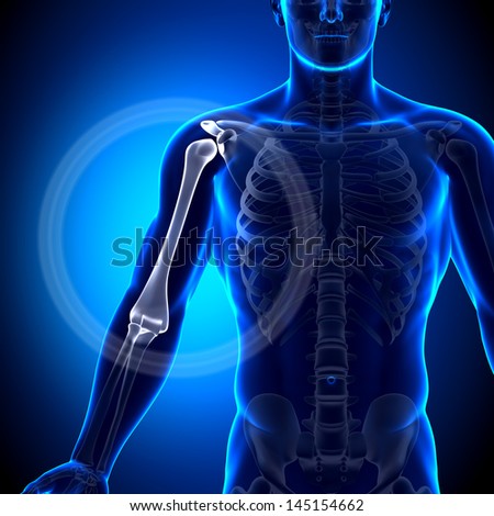 Male Humerus / Arm Anatomy - Anatomy Bones