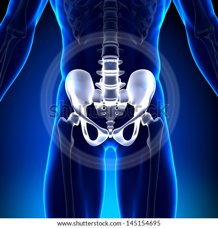 Male Hip / Ischium / Pubis / Sacrum / Ilium - Anatomy Bones