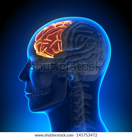 Brain Anatomy - Frontal lobe ストックフォト © 
