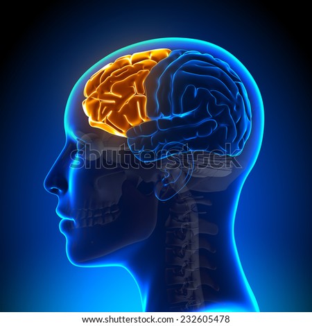 Female Frontal Lobe - Anatomy Brain ストックフォト © 