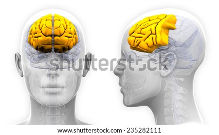 Female Frontal Lobe Brain Anatomy - isolated on white ストックフォト © 