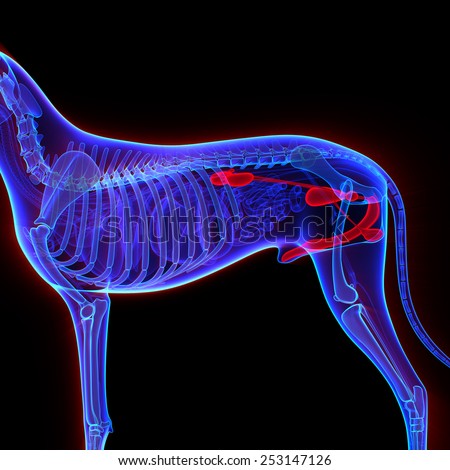 Dog Urogenital System - Canis Lupus Familiaris Anatomy - isolated on black