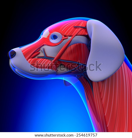 Dog Muscles Anatomy - Anatomy of a Male Dog Muscles