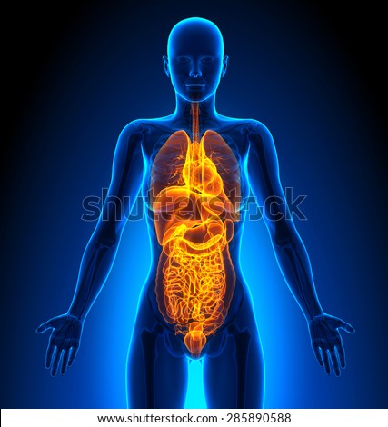 All - Female Organs Human Anatomy Stock Photo 285890588 : Shutterstock