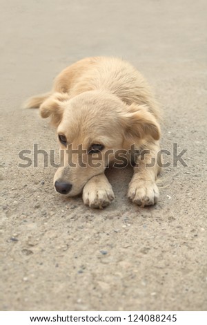 Portrait of a yellow dog lying on the asphalt road