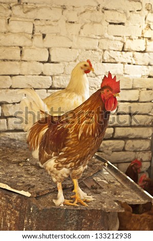 Domestic chicken in natural surroundings, agriculture and farm life concept.