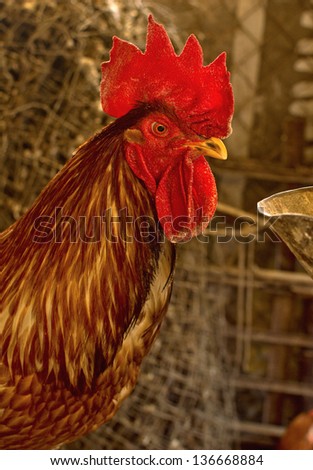 Red rooster portrait, in natural surroundings, agriculture and farm life concept.