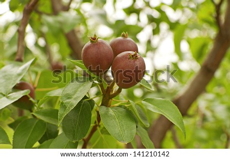 Pears growing in the pear orchard