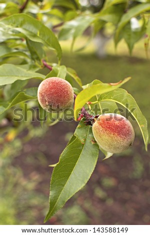 Green peach fruits growing on a peach tree branch. Selective focus with shallow depth of field.