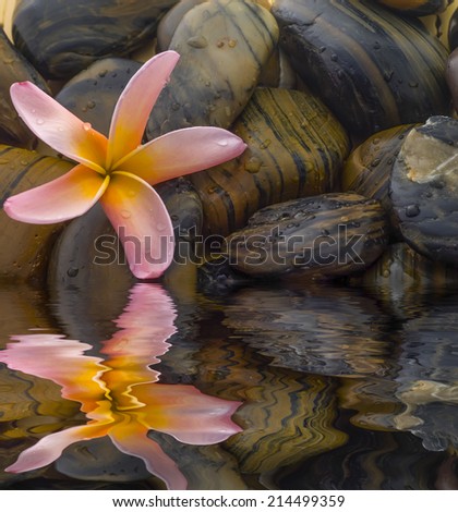 Frangipani flower and polished stone on tropical bamboo mat - digital composite,  water reflection and ripple effects.
