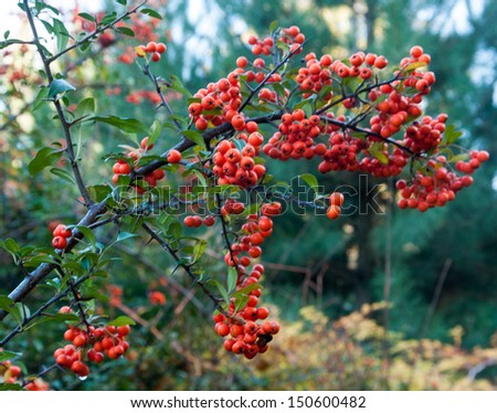 branch of hawthorn berries in early autumn
